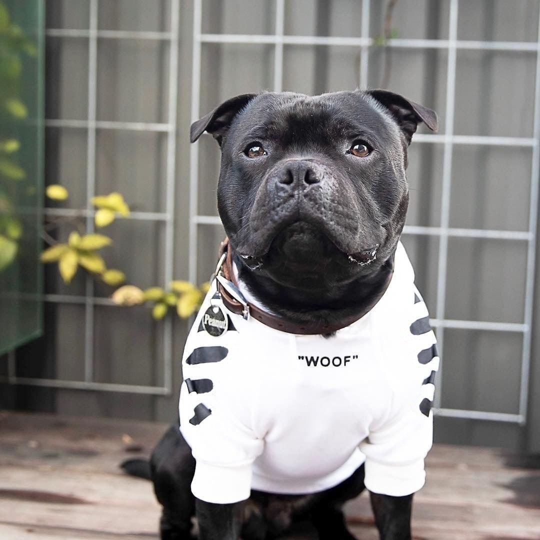 Winter Dog Hoodie jumper