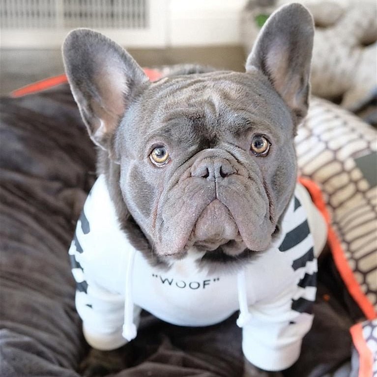 Winter Dog Hoodie jumper